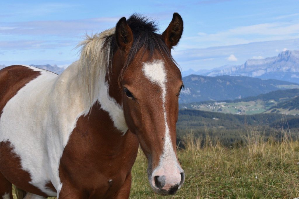 cheval montagne