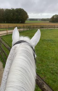 cheval au paddock