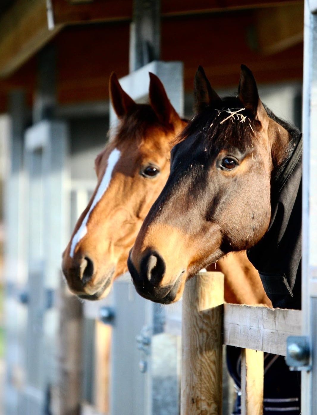 Lire la suite à propos de l’article L’équitation de demain se construit aujourd’hui, au bout d’une carotte