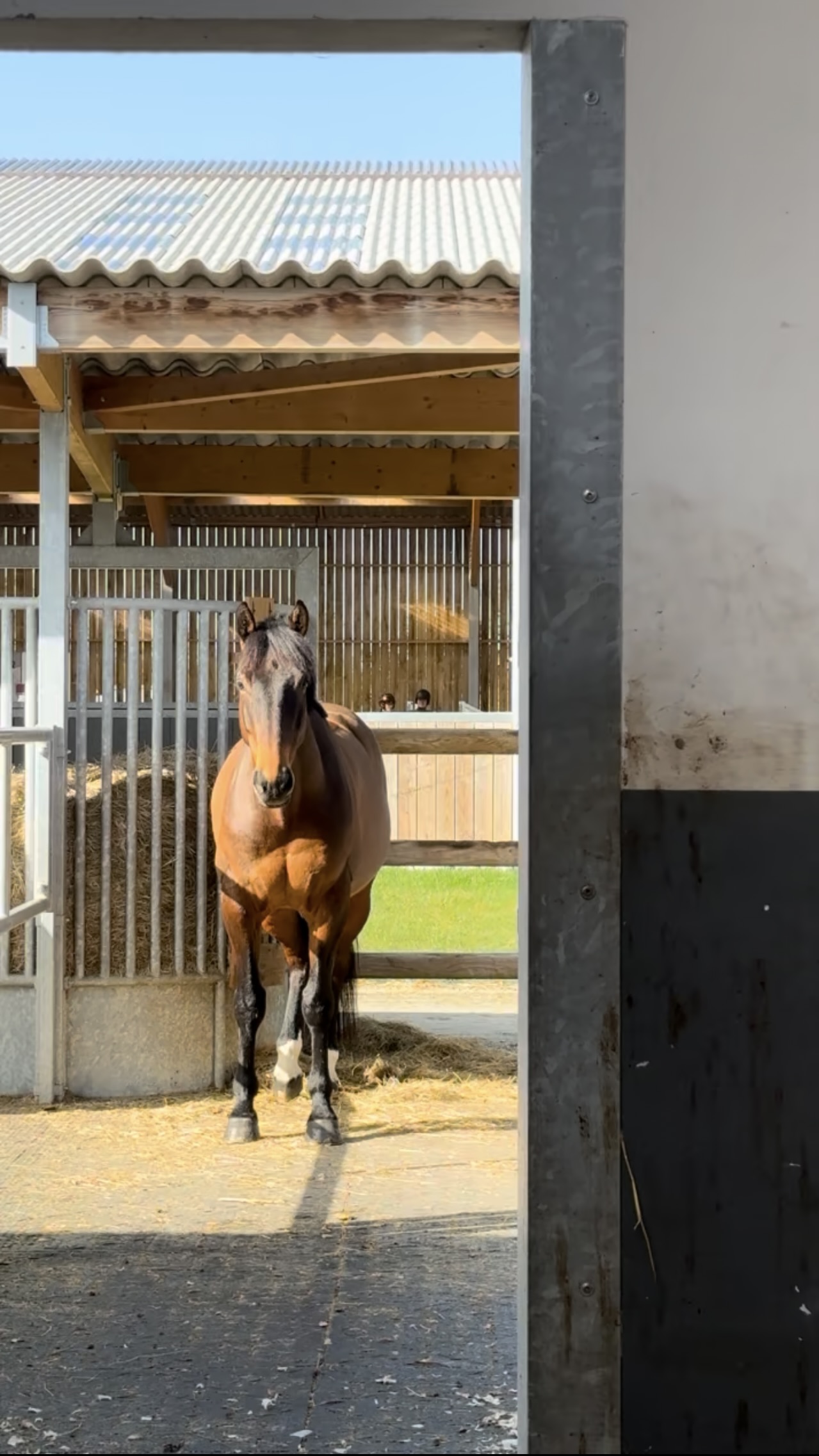 Lire la suite à propos de l’article Posséder un cheval : un rêve… ou une responsabilité que l’on assume ?