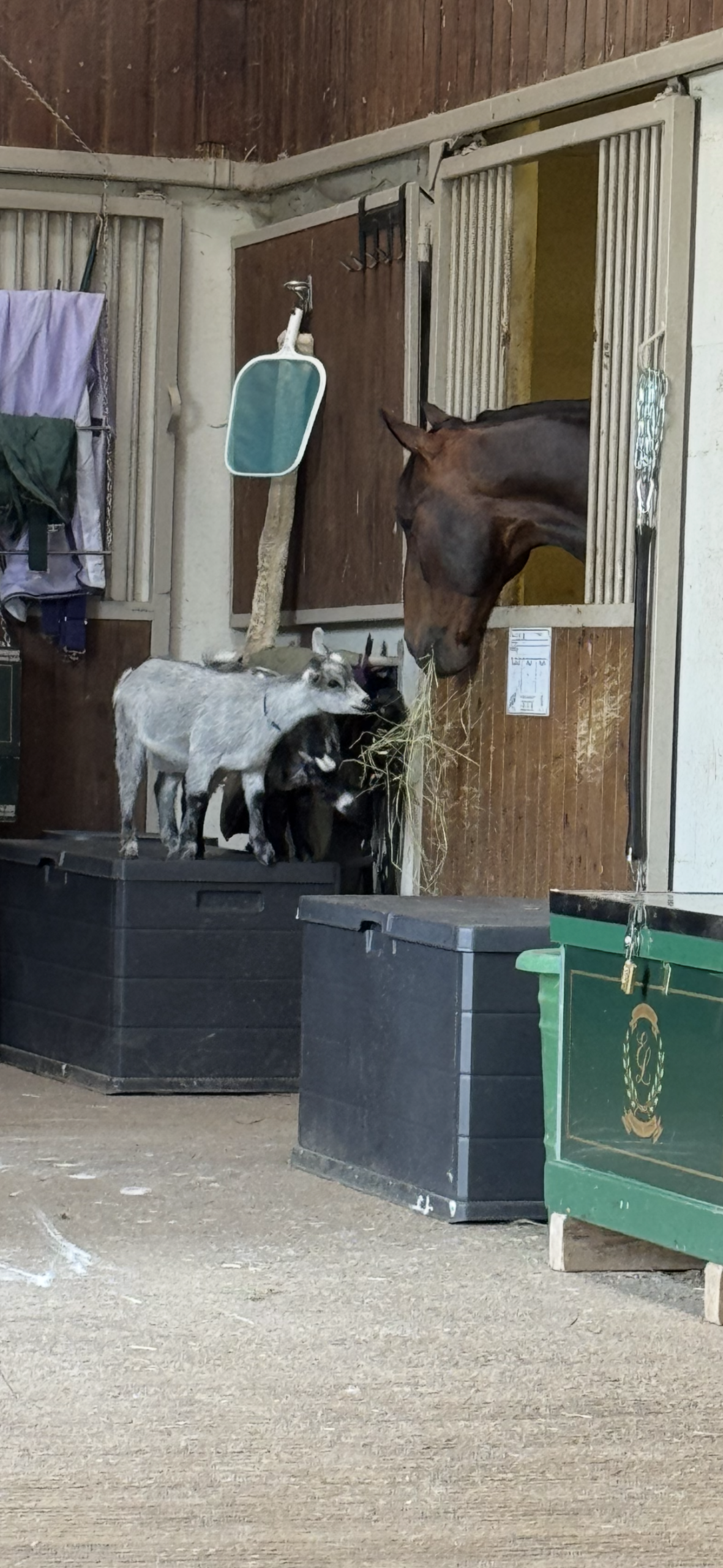 Lire la suite à propos de l’article De belles écuries ne suffisent pas à comprendre le cheval