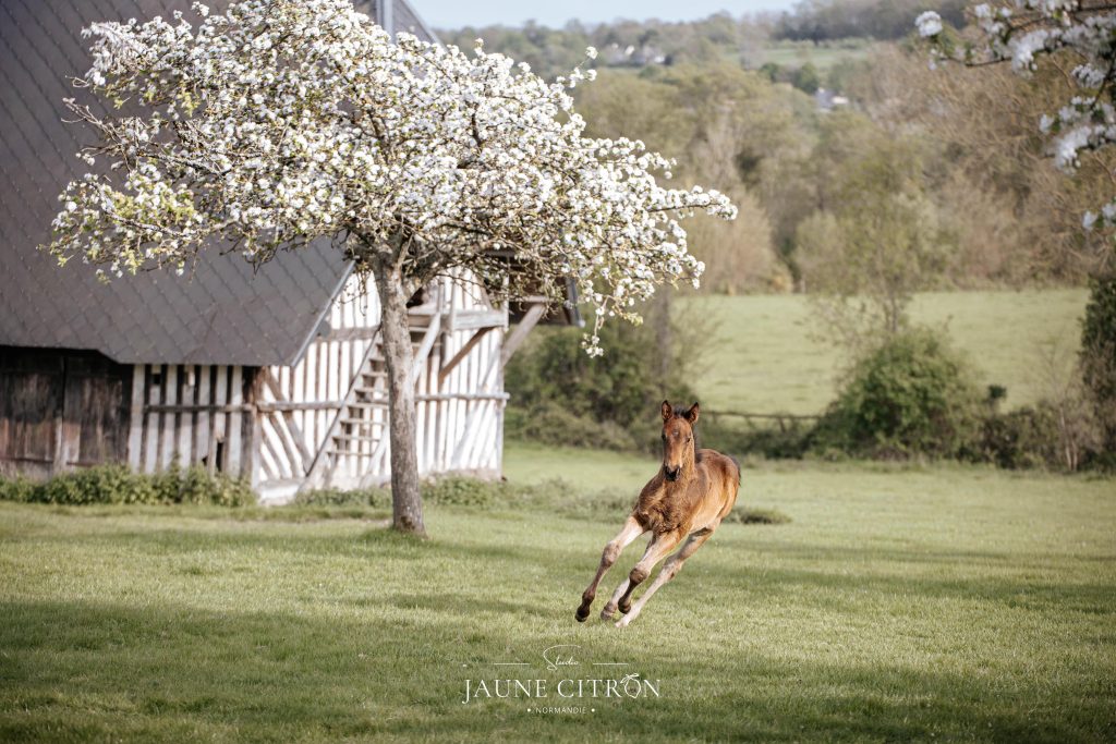 Poulain galopant dans une prairie en Normandie, une région idéale pour le bien-être et l'élevage des chevaux.